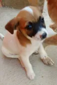 NINA