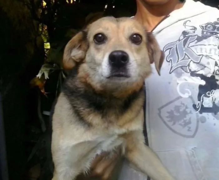 Cachorro raça Vira lata com Beagle idade 5 anos nome Fofucha