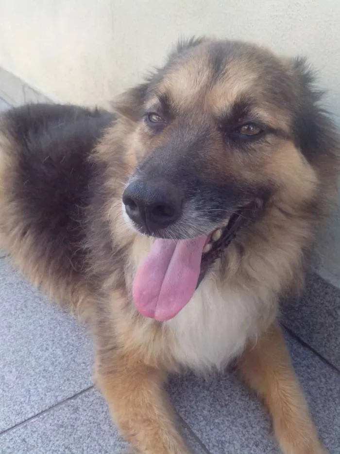 Cachorro ra a SRD idade 6 ou mais anos nome Preta