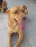 Marley