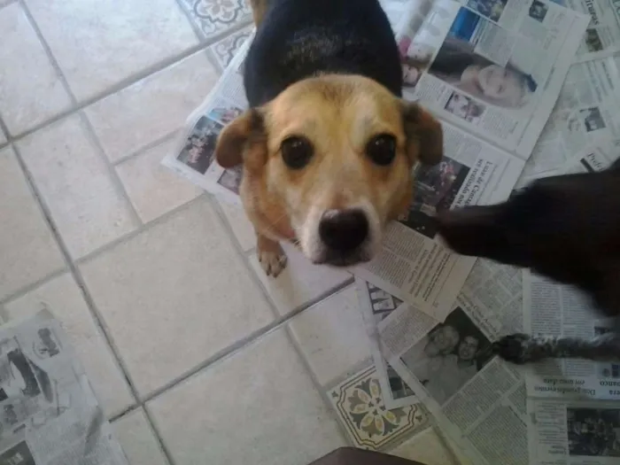 Cachorro raça Vira lata com Beagle idade 5 anos nome Fofucha