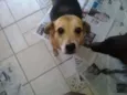 Fofucha