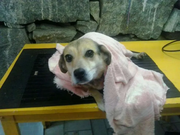 Cachorro raça Vira lata com Beagle idade 5 anos nome Fofucha
