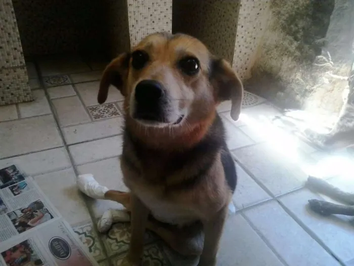 Cachorro raça Vira lata com Beagle idade 5 anos nome Fofucha