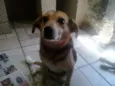 Fofucha
