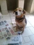 Fofucha