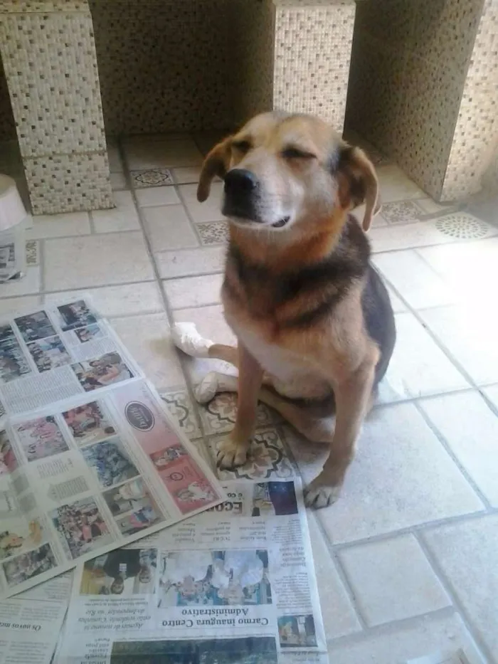 Cachorro raça Vira lata com Beagle idade 5 anos nome Fofucha