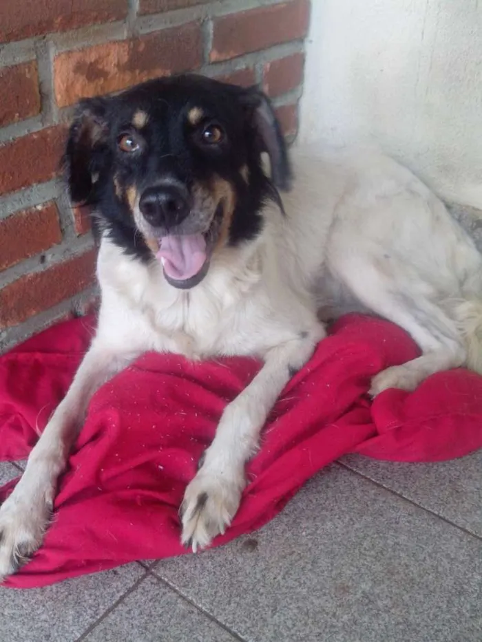 Cachorro ra a SRD idade 4 anos nome Yuka
