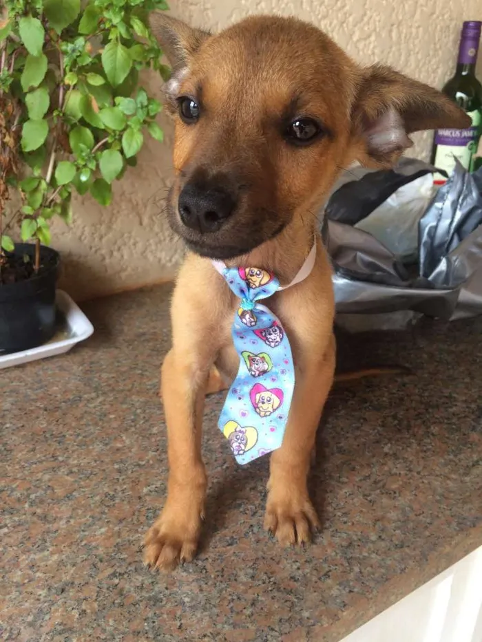 Cachorro raça Viralata idade Abaixo de 2 meses nome Sem Nome