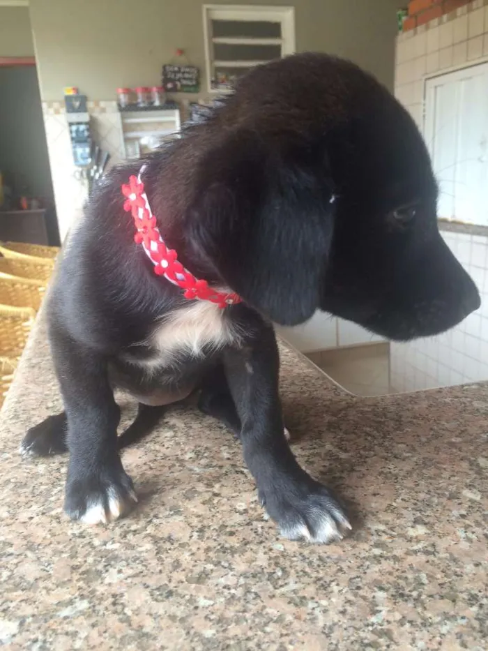 Cachorro raça Viralata idade Abaixo de 2 meses nome Sem Nome