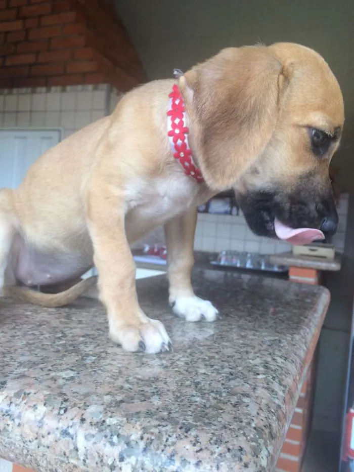 Cachorro raça Viralata idade Abaixo de 2 meses nome Sem Nome