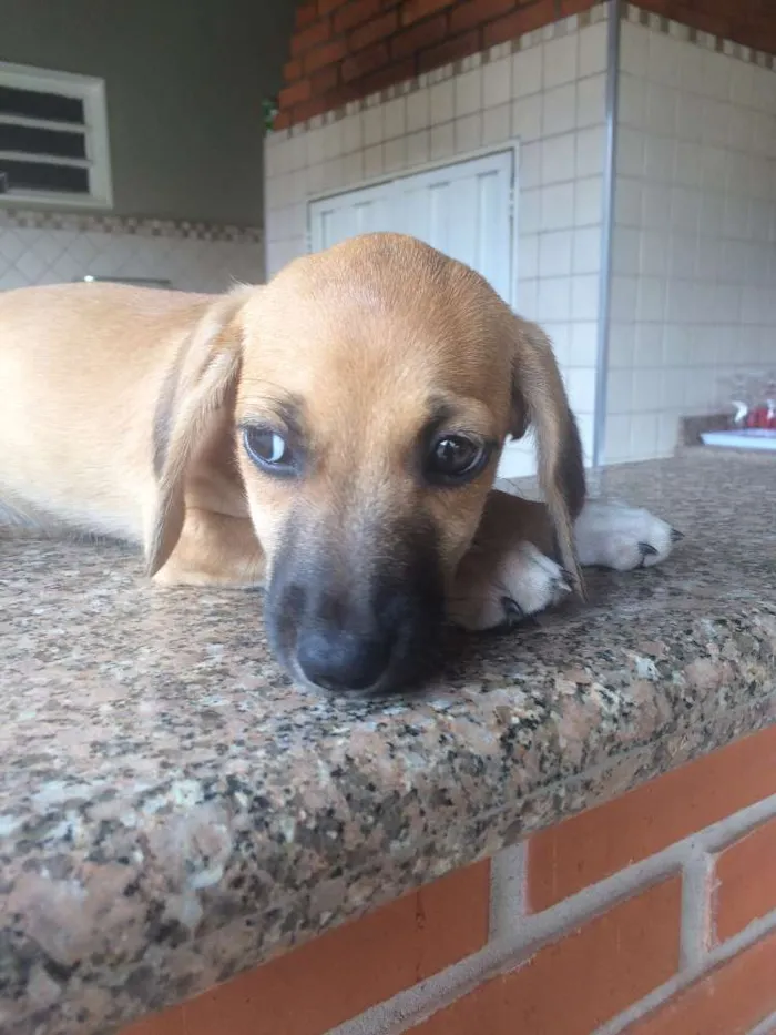 Cachorro raça Viralata idade Abaixo de 2 meses nome Sem Nome