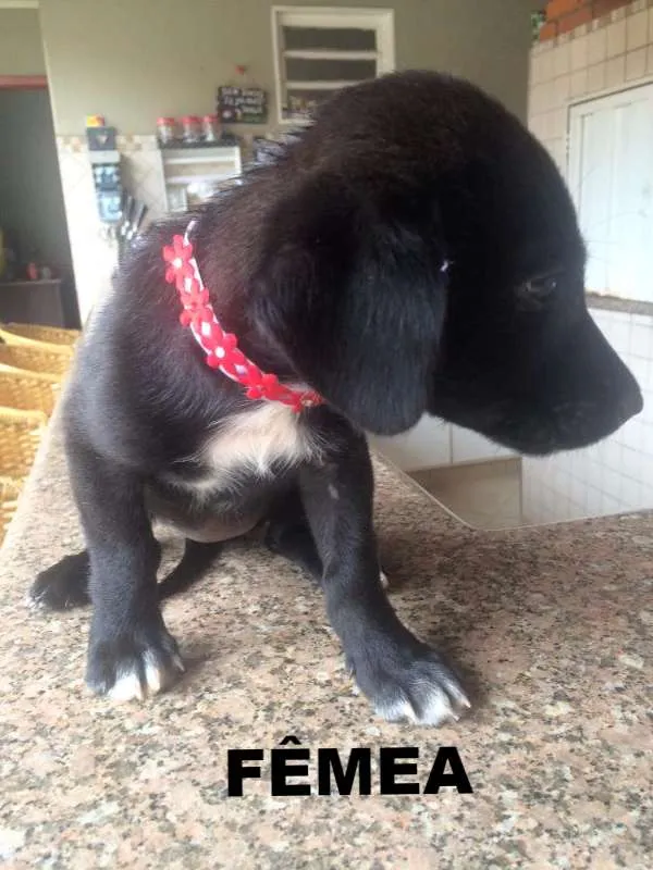 Cachorro raça Viralata idade Abaixo de 2 meses nome Sem Nome
