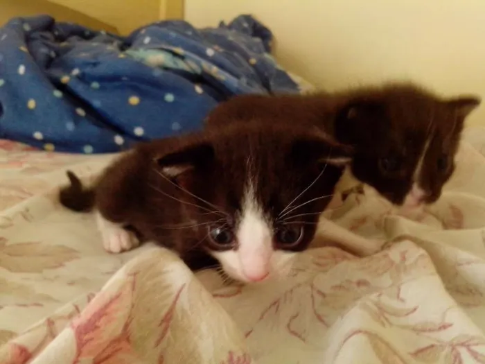 Gato ra a Sem raça idade Abaixo de 2 meses nome Frajolinha