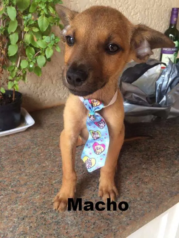 Cachorro raça Viralata idade Abaixo de 2 meses nome Sem Nome