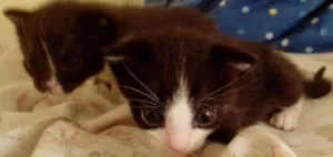 Gato raça Sem raça idade Abaixo de 2 meses nome Frajolinha