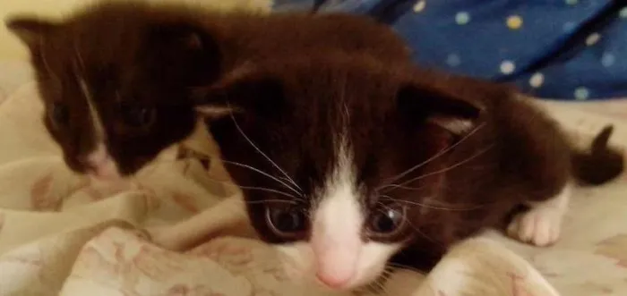 Gato ra a Sem raça idade Abaixo de 2 meses nome Frajolinha