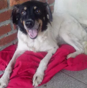 Cachorro raça SRD idade 4 anos nome Yuka