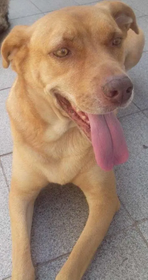 Cachorro ra a SRD idade 5 anos nome Marley