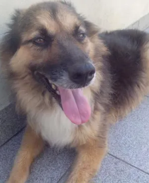 Cachorro raça SRD idade 6 ou mais anos nome Preta
