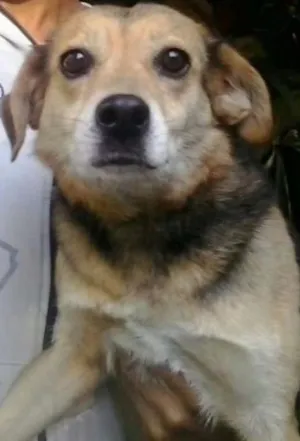 Cachorro raça Vira lata com Beagle idade 5 anos nome Fofucha