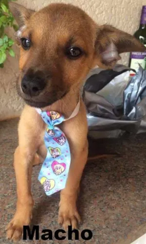 Cachorro raça Viralata idade Abaixo de 2 meses nome Sem Nome