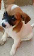 NINA