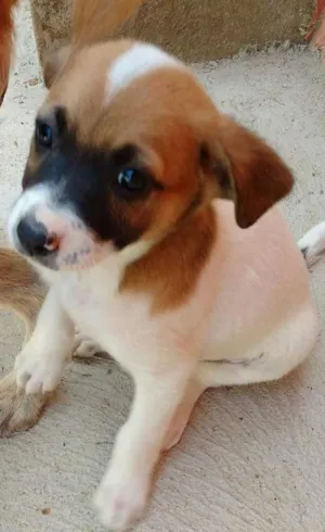Cachorro raça SRD idade Abaixo de 2 meses nome NINA