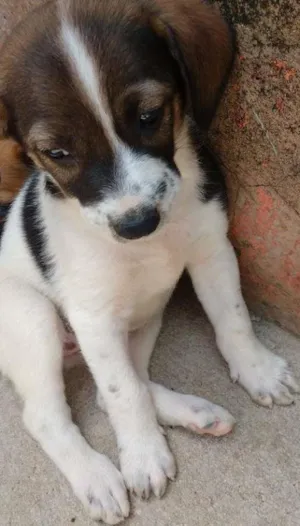 Cachorro raça SRD idade Abaixo de 2 meses nome FOFINHA