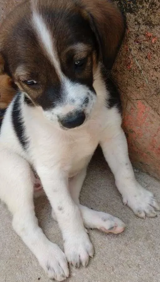 Cachorro ra a SRD idade Abaixo de 2 meses nome FOFINHA