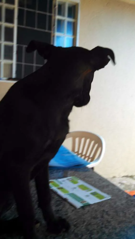 Cachorro ra a nao sei idade 2 a 6 meses nome SEM nome