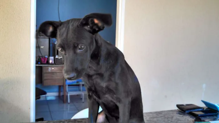 Cachorro ra a nao sei idade 2 a 6 meses nome SEM nome