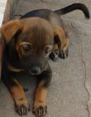 Cachorro raça SRD idade Abaixo de 2 meses nome MORENA