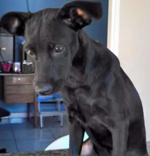 Cachorro raça nao sei idade 2 a 6 meses nome SEM nome