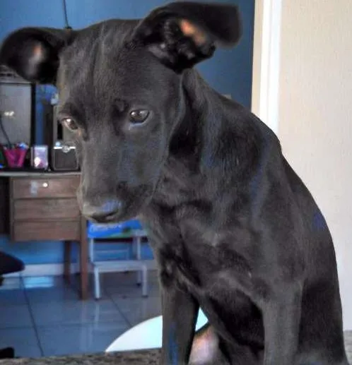 Cachorro ra a nao sei idade 2 a 6 meses nome SEM nome