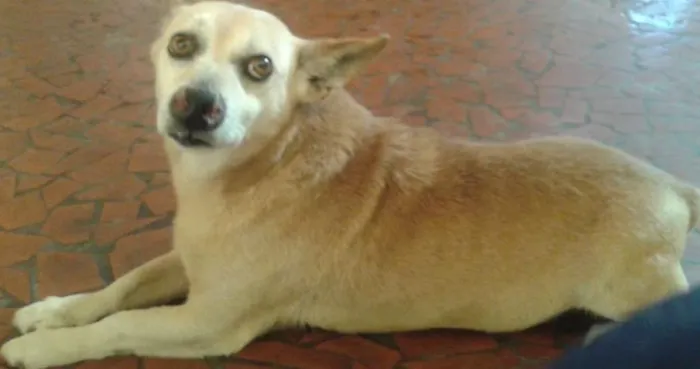 Cachorro ra a  idade 6 ou mais anos nome Toko