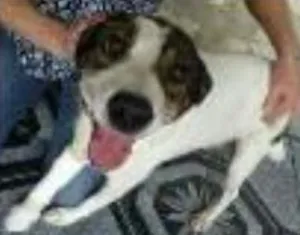 Cachorro raça Srd idade 5 anos nome Nina e Nino