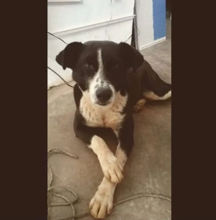 Cachorro ra a SRD idade 7 a 11 meses nome Anna