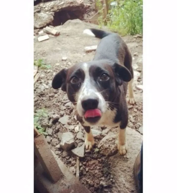 Cachorro ra a SRD idade 7 a 11 meses nome Anna