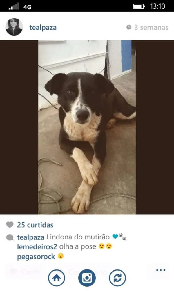 Cachorro ra a SRD idade 7 a 11 meses nome Anna