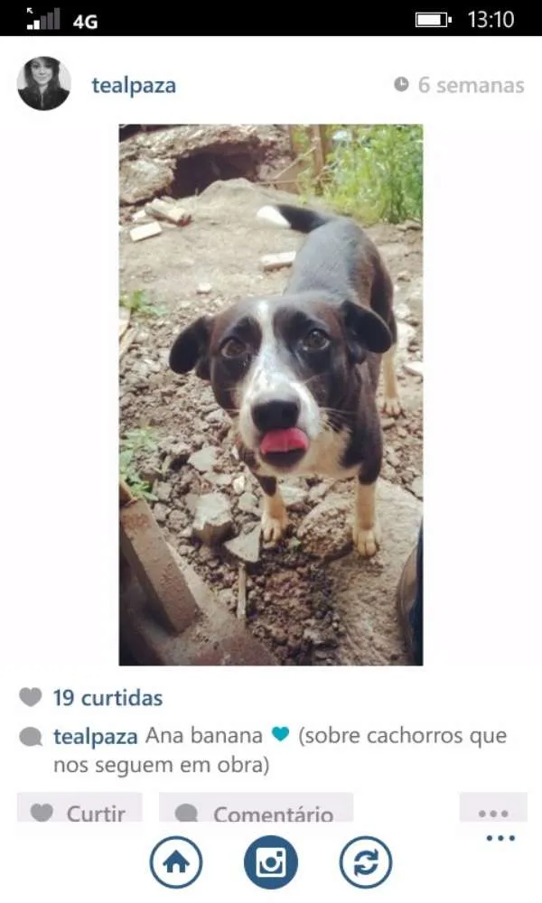 Cachorro ra a SRD idade 7 a 11 meses nome Anna