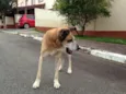 Vovô (demos esse no