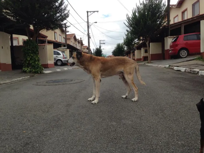 Cachorro ra a indefinida idade 6 ou mais anos nome Vovô (demos esse no