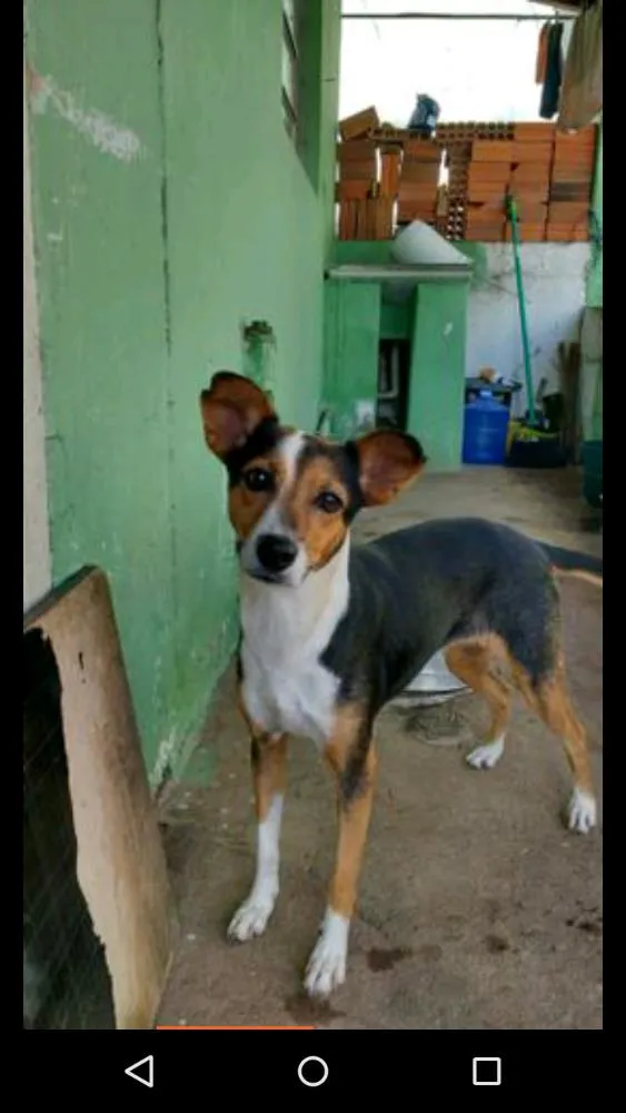 Cachorro ra a Vira lata idade 3 anos nome Rock sandra