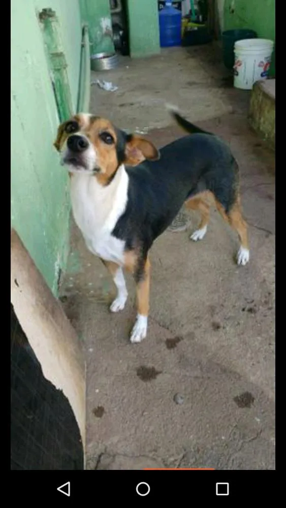 Cachorro ra a Vira lata idade 3 anos nome Rock sandra