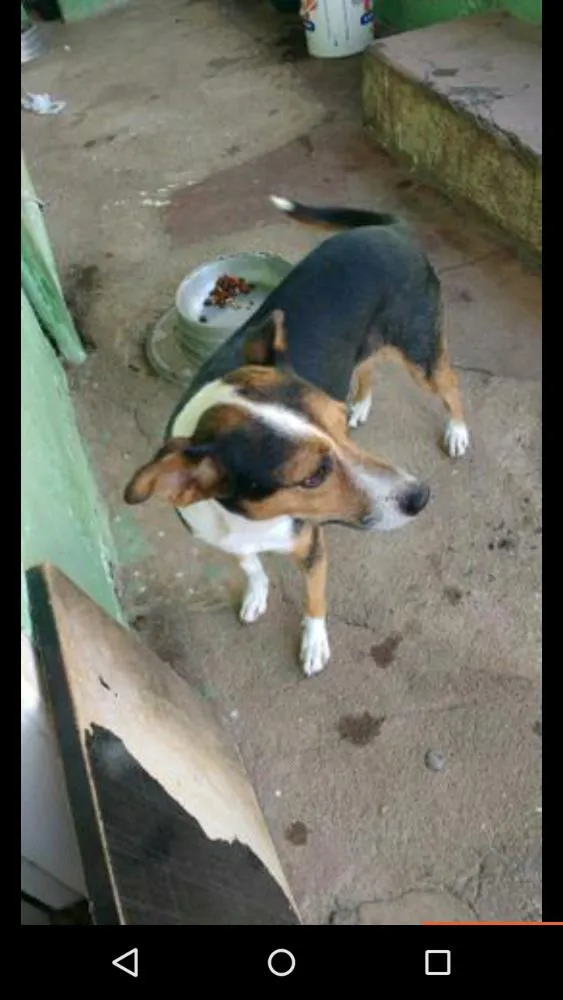 Cachorro ra a Vira lata idade 3 anos nome Rock sandra