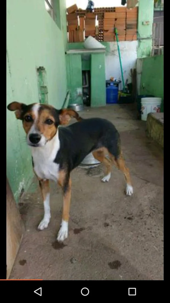 Cachorro ra a Vira lata idade 3 anos nome Rock sandra