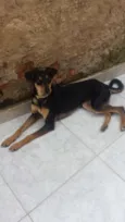 Susi