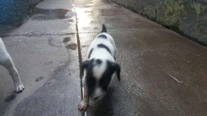 Cachorro ra a vira-lata idade Abaixo de 2 meses nome não tem