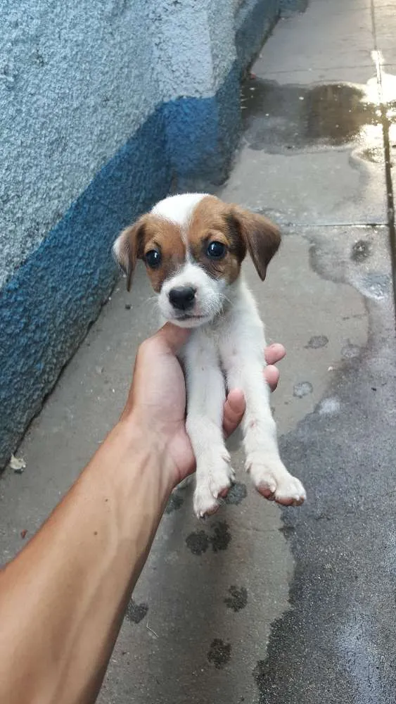 Cachorro ra a vira-lata idade Abaixo de 2 meses nome não tem